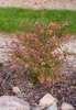 Rounded habit - young plant - green/burgundy leaves & red stems
