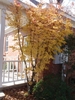Multi trunked erect habit with yellow leaves in fall