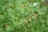 Lacy deeply dissected (pinnatisect) green opposite leaves