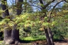 Lacy deeply dissected young leaves with crimson sheaths