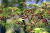 Bunches of red sepal flowers hanging from green stems in spring