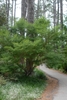 Lacy green foliage with a multitrunked spreading habit