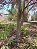 Multi-trunked with smooth light grey bark