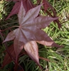 Leaf Underside in spring - red-purple with greenish tint.
