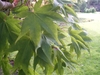 Bright green leaves with 7 deep lobes and serrated margins