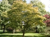 Small tree with rounded crown in lawn. Yellow-green foliage.