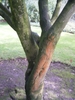 Multiple trunks showing large areas of orange, green & dark grey