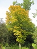 Acer palmatum 'Sangokaku'