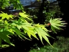 Opposite, simple veined leaves with 7 narrow pointed lobes