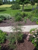 Young tree in a garden setting with upright habit