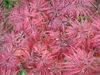 Palmately veined red leaves with 5-7 toothed deeply cut lobes