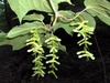 Chain of pendulous green samaras at stem tip & leaf underside.