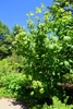 Rounded habit of a young tree with green leaves in summer