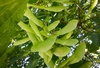 Cluster of green samaras on green stalks at stem tip