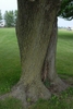 Rows of continuous finely furrowed grey bark along trunk