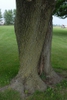 Aver platanoides - bark