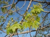 Shiny new light green leaves & flower clusters in Spring