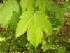 Typical palmately lobed maple leaf