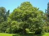 Form