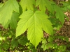 Typical palmately lobed maple leaf