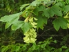 Fruits