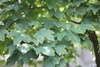 Green leathery ovate leaves with 5 lobes & white margins