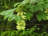 Long cluster of pendulous chartreuse samaras