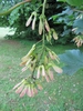 Hanging stalk with chain of samaras with pinkish wings