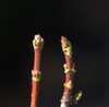 Bud