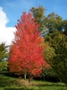 Red maple in fall with reddish leaves