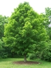 Form of a maple tree