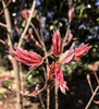 Tightly folded leaves burst from winter bud scales