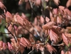 Prominent parallel veining and sharply toothed red leaves