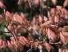 Prominent parallel veining and sharply toothed red leaves