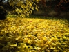 Leaves in the fall require clean up.