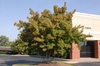 Acer tataricum