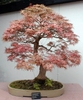 Miniature rounded habit of a maple tree used as a bonsai
