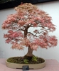 Maple tree used as a bonsai