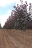 Plantation of rows of young trees with an erect oval habit