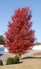 full tree fall color