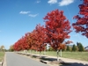 tree row with red fall color