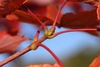 leaf buds