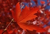 underside of leaf fall color