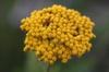 Achillea filipendulina close up of flower