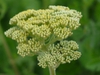 Achillea filipendulina