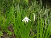 Leaves and far away of flower
