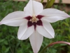 Close up of flower
