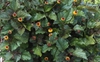 Acmella oleracea