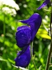Aconitum uncinatum