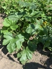 Acorn squash plant